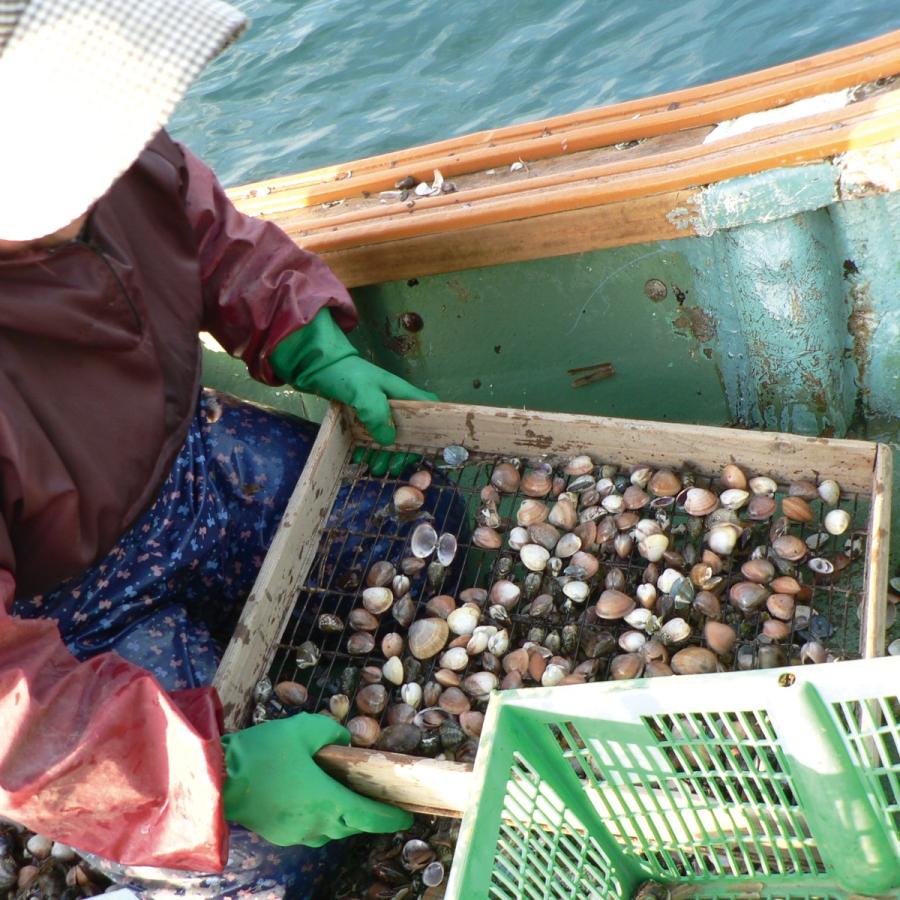 天然はまぐり5年もの10粒